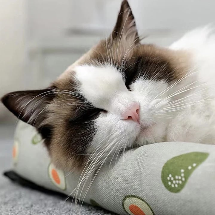 The Coolest and MOST Comfortable Cat Bed in Summer
