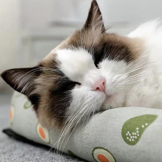 The Coolest and MOST Comfortable Cat Bed in Summer