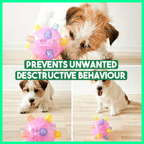 🔥Jumping Activation Ball for Dogs🐶🥎